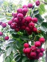 JARZĘBINA szczepiona jadalna Burka fioletowa - sadzonki 150 / 170 cm