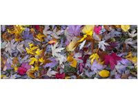 100X40CM JESIENNE KOLORY FEANS OBRAZ DREWNO