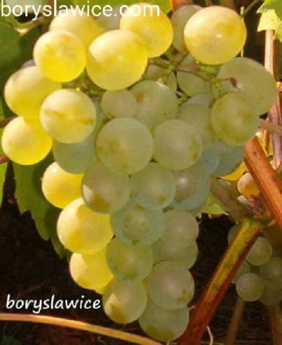 Komplet 6 odmian winorośli (Vitis) w doniczkach P9, wysokość 40-60 cm na Arena.pl