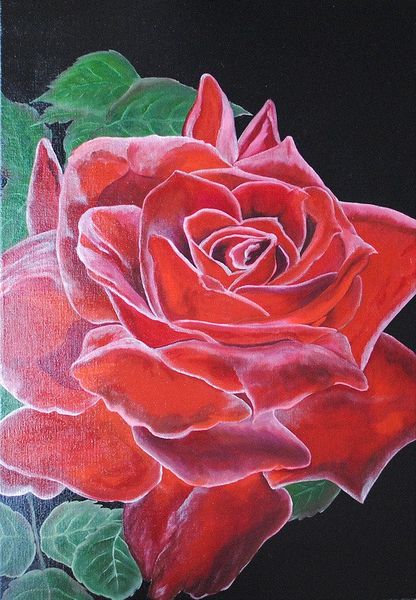 Czerwona róża (50x70cm) zdjęcie 1