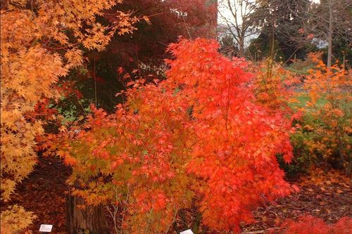 Klon palmowy Orange Dream 40-60cm P9 na Arena.pl