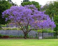 Jakaranda mimozolistna 40-60cm P9