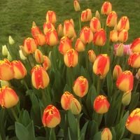ceb1 tulipan cebulki tulipanów cebulka kwiatów czerwono-żółte "banja