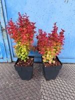 Berberys Thunberga ORANGE ICE na żywopłot MROZOODPORNY Doniczka c 2