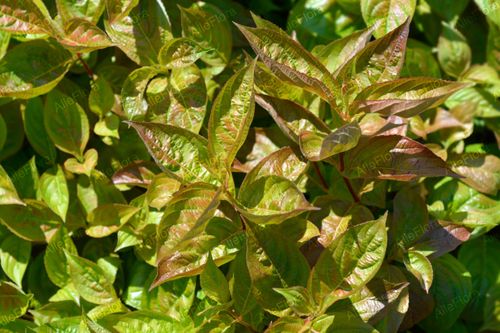 Krzewuszka cudowna 'Wings of Fire' (Weigela florida) Doniczka 2.0L na Arena.pl