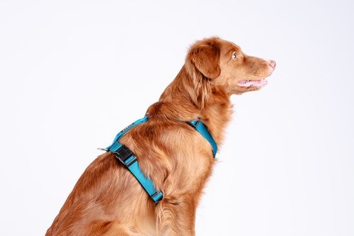 Lekkie Szelki dla Dużego Psa GUARD Bezuciskowe Regulowane Solidne Mocne r.L na Arena.pl