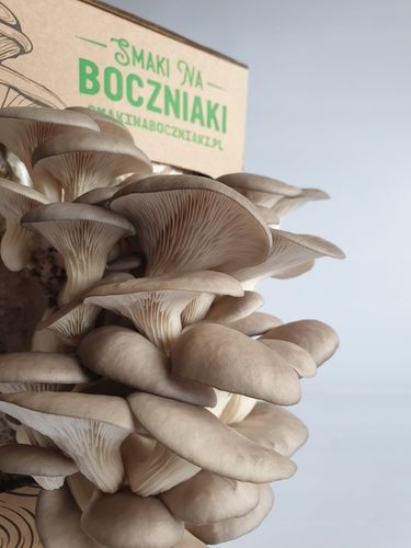 Grzybnia do uprawy domowej boczniak ostrygowaty na Arena.pl