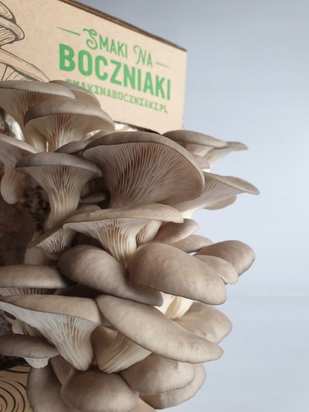 Grzybnia do uprawy domowej boczniak ostrygowaty zdjęcie 8