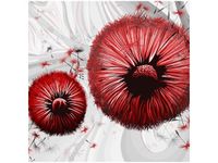 product-compare-58644542