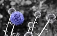 FOTOTAPETA natura DMUCHAWCE rosliny do sypialni