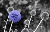 FOTOTAPETA natura DMUCHAWCE rosliny do sypialni