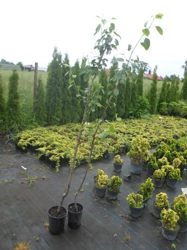 Grusza kolumnowa DECORA 160-180cm C3 na Arena.pl