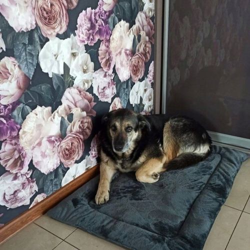 Materac dla psa POLSKI PRODUKT legowisko mata do samochodu klatki na Arena.pl