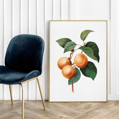 Plakat morele morela vintage 40x50 cm na Arena.pl