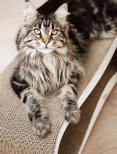 MyKotty Drapak Lui biały na Arena.pl