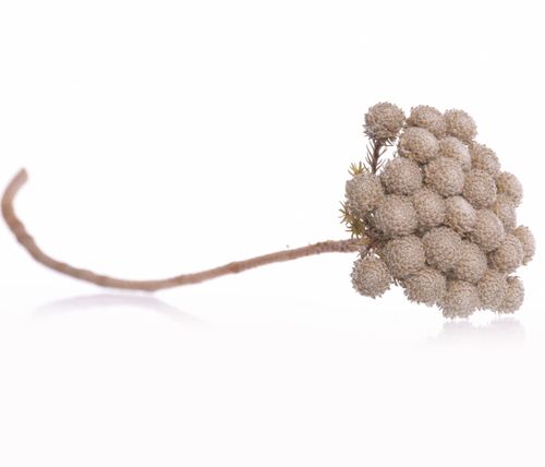 Albifora flower brunia na Arena.pl