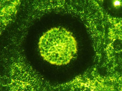 Sok z Młodego Jęczmienia BIO Proszek Ekologiczny Witaminy 100g NatVita na Arena.pl