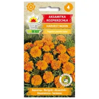 Aksamitka rozpierzchła pomarańczowa HARVEST MOON 1g