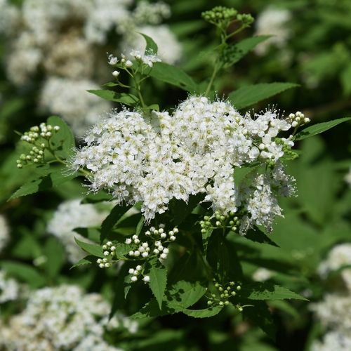 Tawuła japońska ALBIFLORA Białe kwiaty na Arena.pl