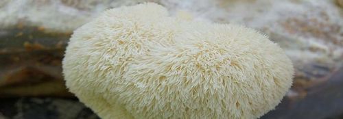 Soplówka jeżowata zestaw do uprawy grzybów na Arena.pl