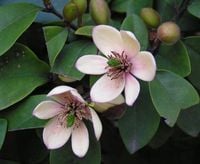 Michelia Figo - perfumy Diora 30-50cm P9