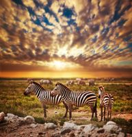 FOTOTAPETA ZWIERZĘTA NATURA ZEBRY ZACHÓD SŁOŃCA