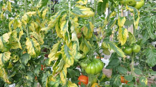 OPRYSK HELP PLANT ŻELAZO FE 20ML CHOROBY FIZJOLOGICZNE I ZAHAMOWANY WZROST na Arena.pl