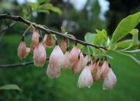 OŚNIEŻA KAROLIŃSKA Halesia carolina - NASIONA 30 sztuk - 10g.