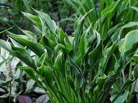 Funkia PRAYING HANDS Modlące się dłonie Hosta Sadzonki w doniczkach P11