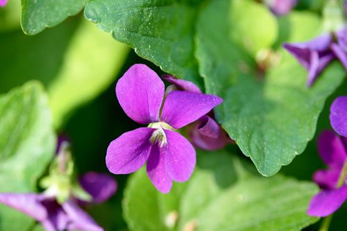 Fiołek motylkowaty Różowy 'Rosea' (Viola sororia) Doniczka 1.0L na Arena.pl
