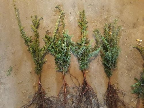 Cis pospolity Sadzonki TAXUS BACATA żywopłot  30-50cm na Arena.pl