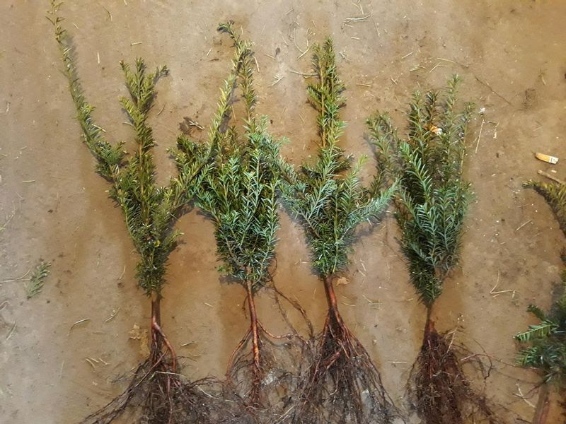 Cis pospolity Sadzonki TAXUS BACATA żywopłot  30-50cm zdjęcie 3