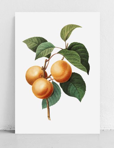 Plakat morele morela vintage 40x50 cm na Arena.pl