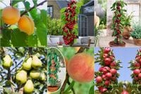 DRZEWKA OWOCOWE KOLUMNOWE PAKIET 6 SZT