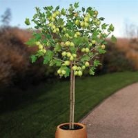 AGREST NA PNIU PIENNY DUŻY ZIELONY-ŻÓŁTY