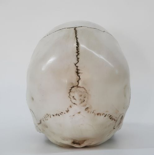 Czaszka anatomiczna RESTEQ 19x14x16cm ruchoma żuchwa model człowieka na Arena.pl