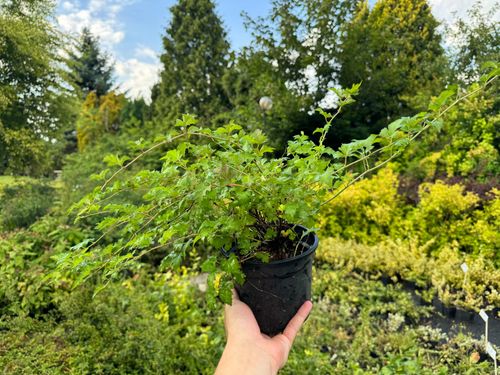 Tawulec pogięty 'Crispa' Zielony Dywan Zadarnia (Stephanandra incisa) 2.0L na Arena.pl