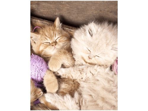 40X50CM ŚPIĄCE KOTY MISCE OBRAZ DRUK na Arena.pl