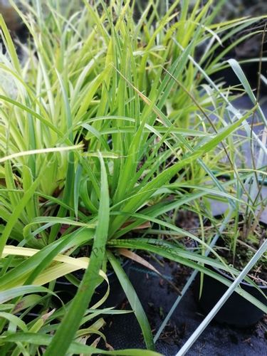 Kosmatka leśna zawsze zielona nad oczko wodne na Arena.pl