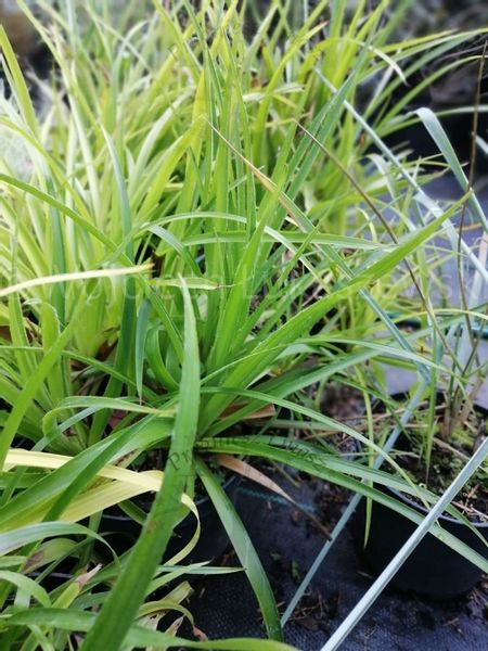 Kosmatka leśna zawsze zielona nad oczko wodne zdjęcie 5