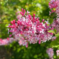 Lilak koreański 'Miss Kim' (Syringa patula) Bez Rozpierzchły Doniczka 2.0L