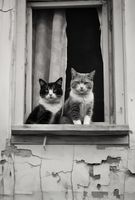 Plakat 61x90,5cm Para w Oknie