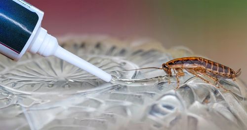 TRUTKA ŻEL NA KARALUCHY PRUSAKI RYBIKI STRONG + 10 X STACJA KARMNIK NA na Arena.pl