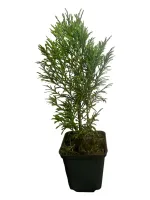 TUJA THUJA SZMARAGD WYSOKOŚĆ 25-30cm SADZONKA W DONICZKACH P9