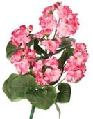 SZTUCZNE KWIATY ROŚLINY PELARGONIA BUKIET 45CM GĘSTY JAK ŻYWA