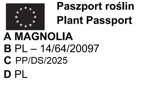 MAGNOLIA  SUSAN - sadzonki 40 / 60 cm na Arena.pl