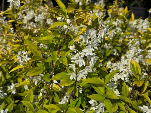 Żylistek wysmukły 'Aurea' Żółte liście (Deutzia gracilis 'Aurea') 2.0L na Arena.pl