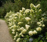 HORTENSJA SILVER DOLLAR - sadzonki w doniczkach