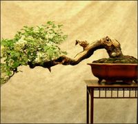 Tło do fotografii produktowej kulinarnej Flat Lay