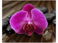 40X50CM STORCZYK ANETY OBRAZ